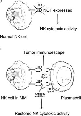 Restoring Natural Killer Cell Immunity against Multiple Myeloma in the Era of New Drugs